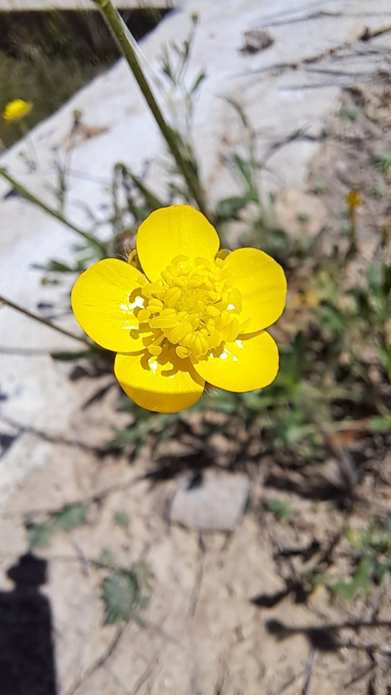 Ranunculus sewerzowii photo 5