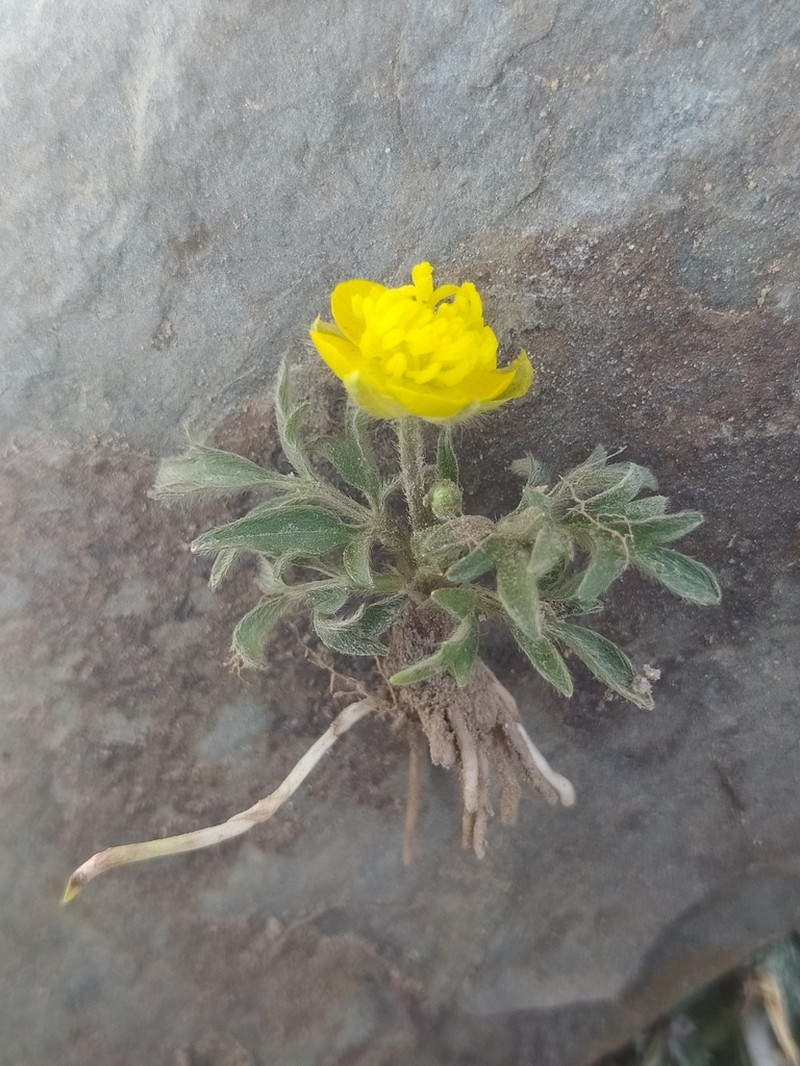 Ranunculus sewerzowii photo 6
