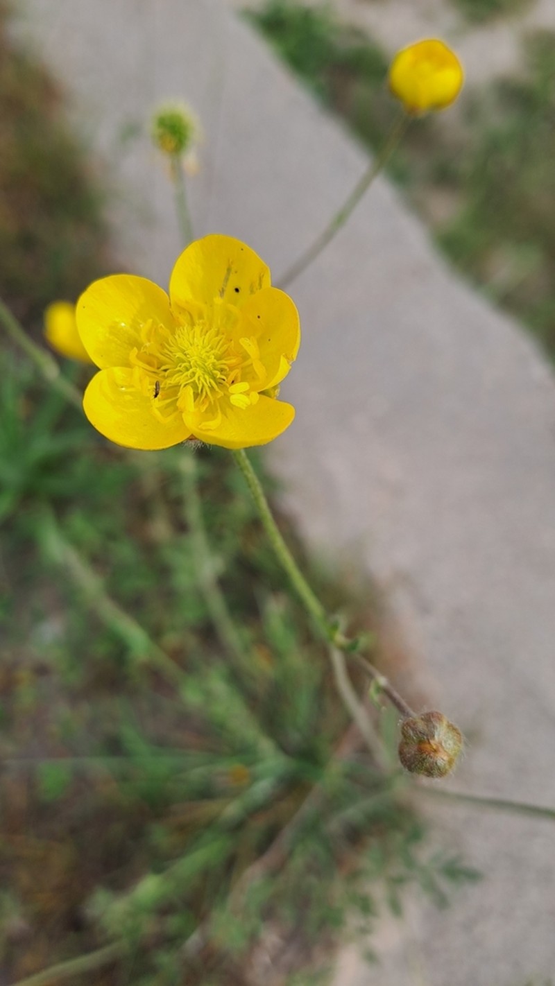 Ranunculus sewerzowii photo 7
