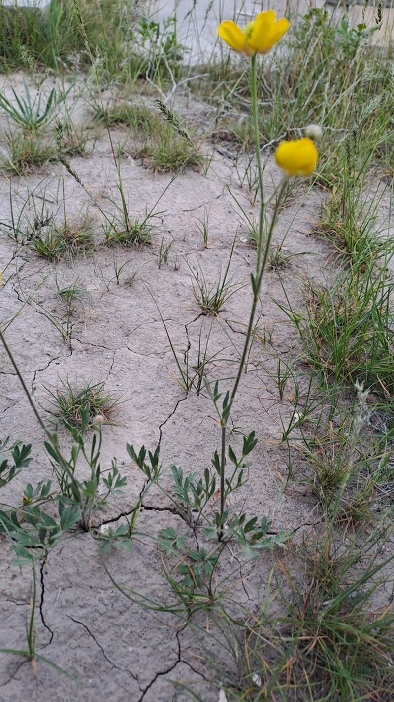 Ranunculus sewerzowii photo 8