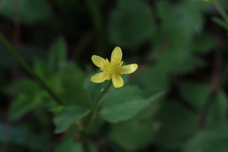 Ranunculus siamensis photo 2