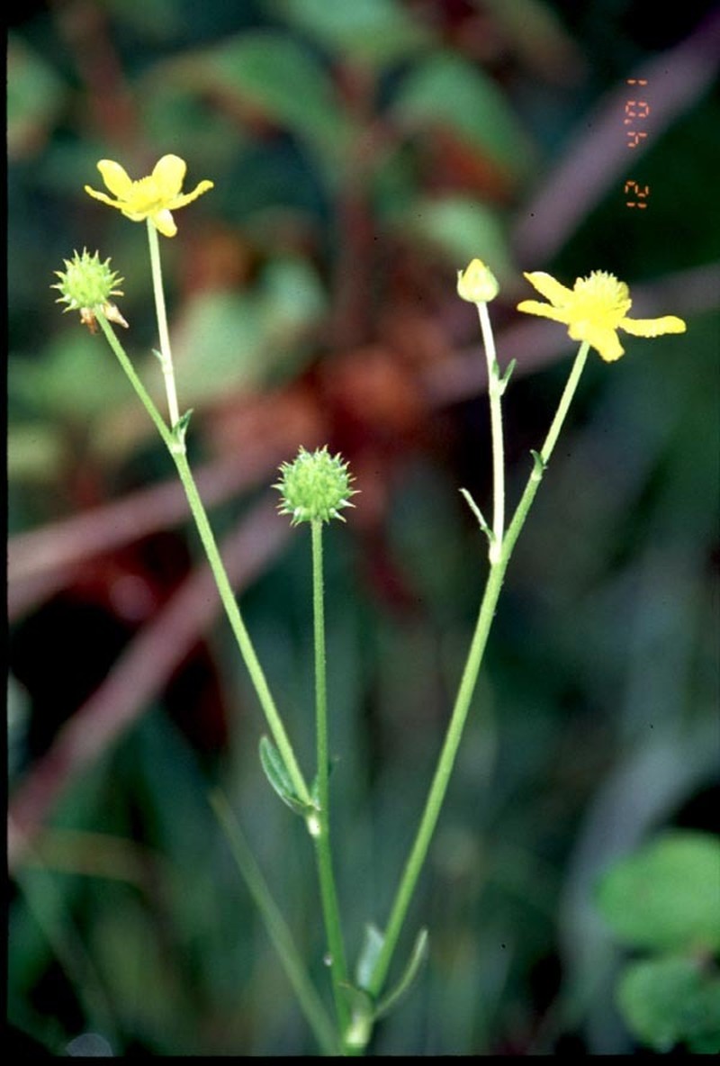 Ranunculus siamensis photo 3