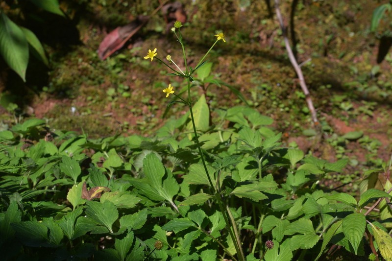 Ranunculus siamensis photo 4