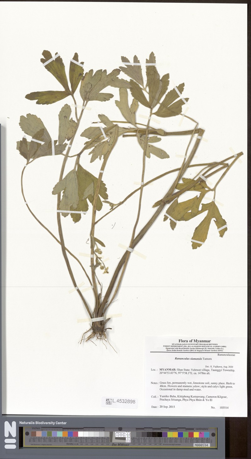 Ranunculus siamensis photo 5