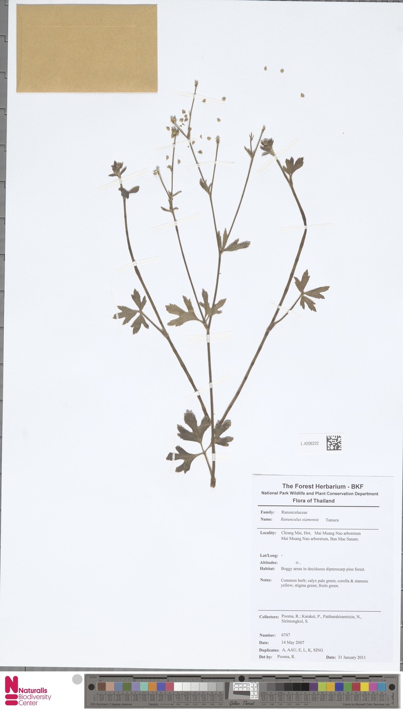 Ranunculus siamensis photo 6