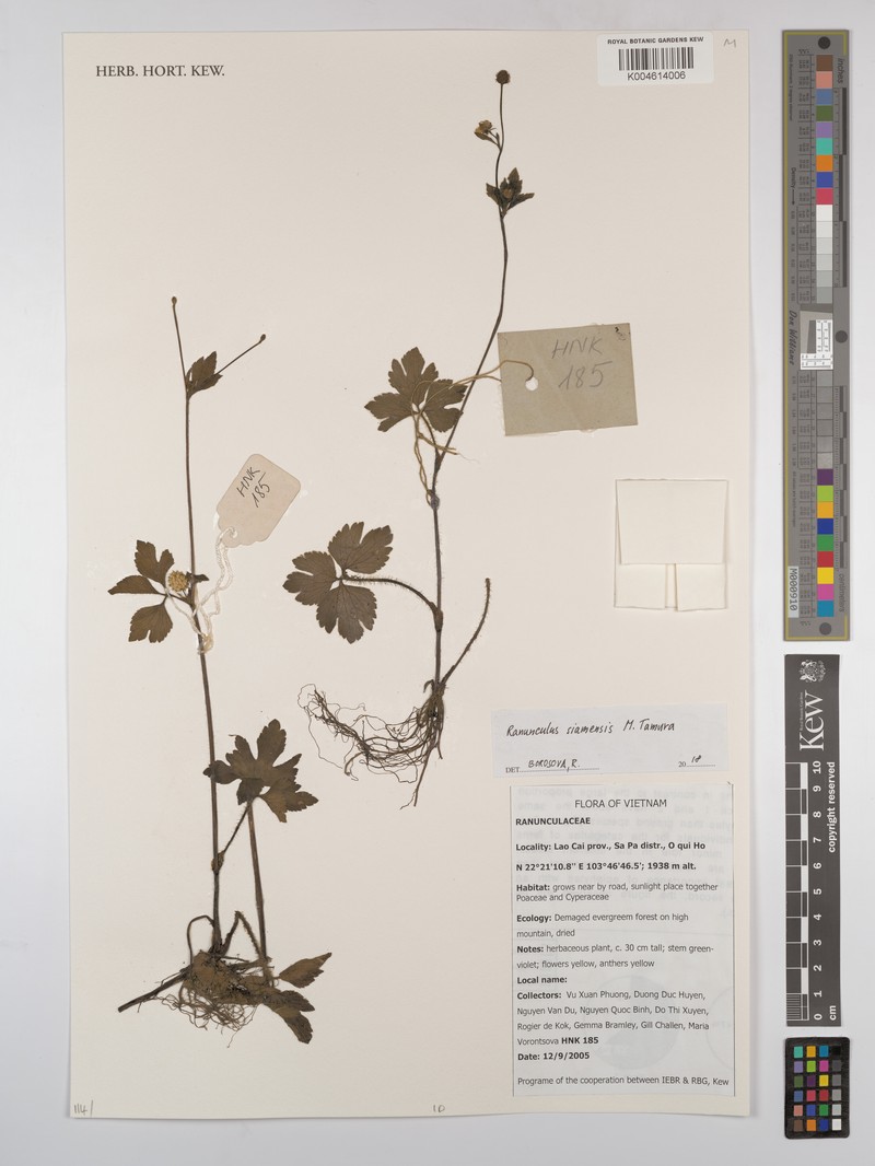 Ranunculus siamensis photo 7