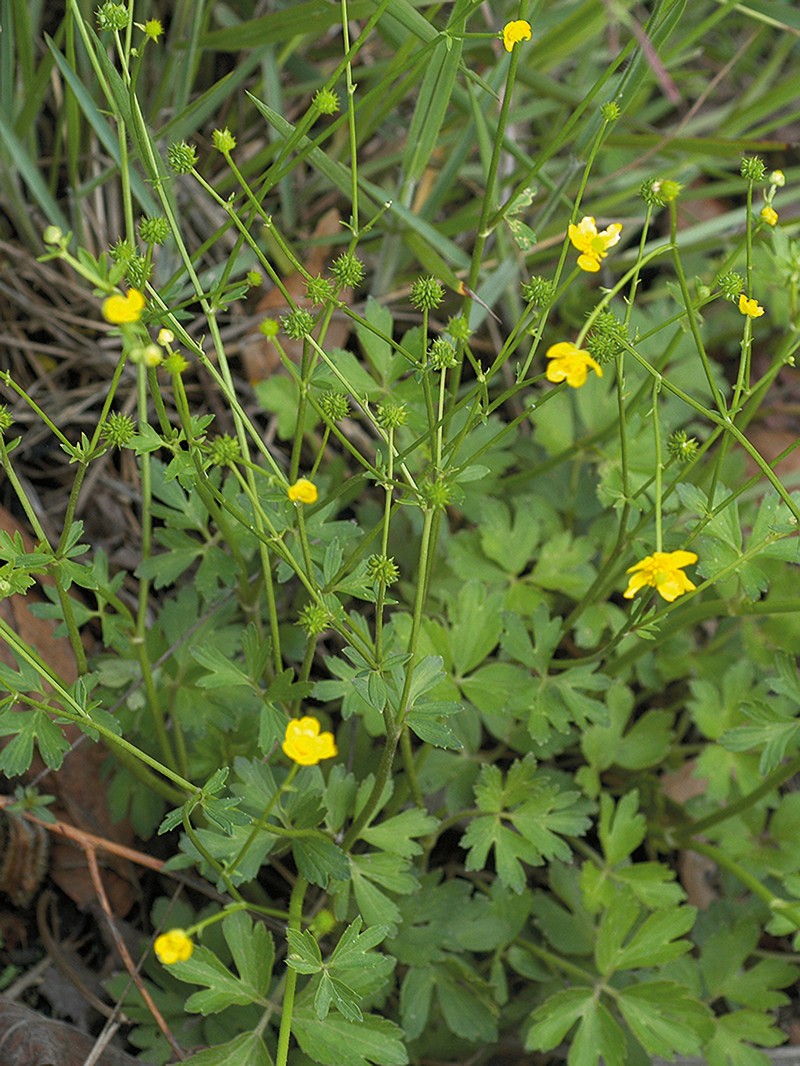 Ranunculus siamensis