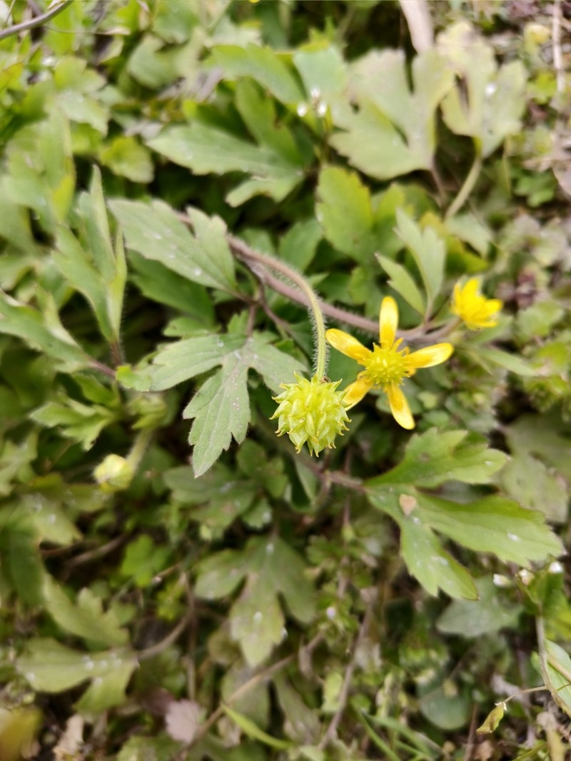 Ranunculus sieboldii