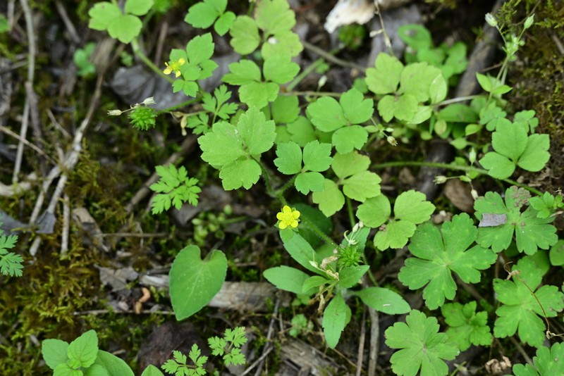 Ranunculus sieboldii photo 2