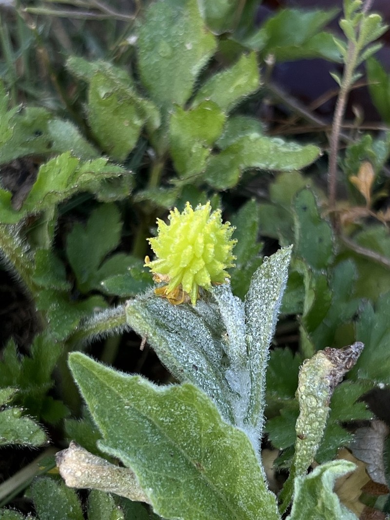 Ranunculus sieboldii photo 3