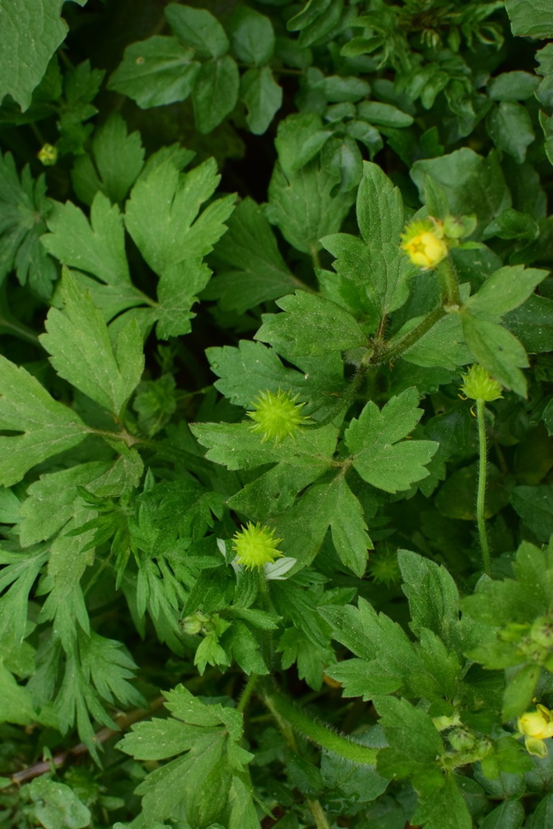 Ranunculus sieboldii photo 4
