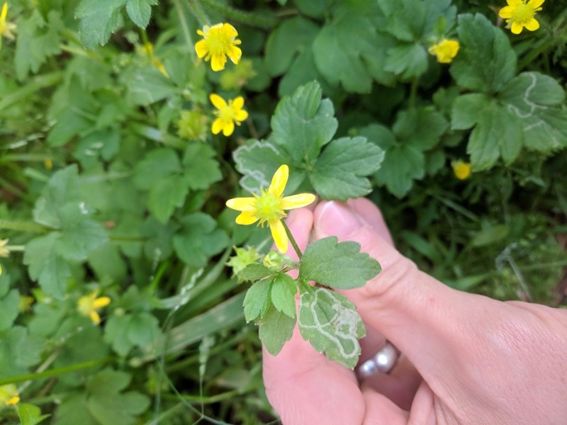 Ranunculus sieboldii photo 5