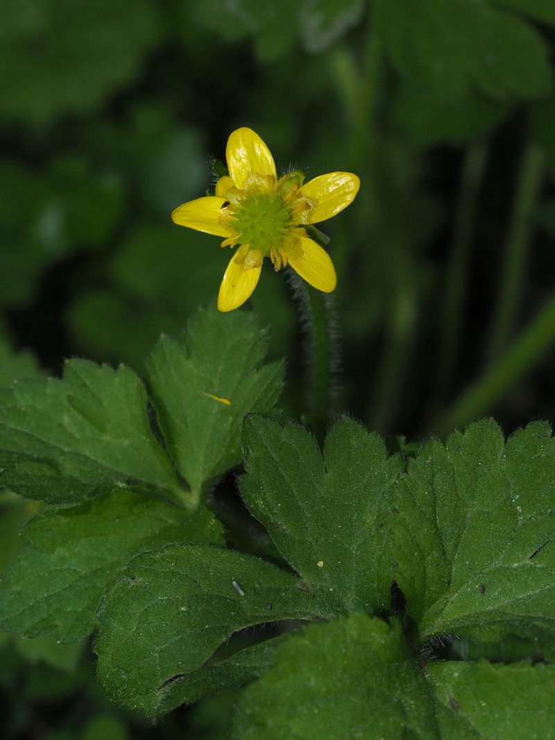 Ranunculus sieboldii photo 6