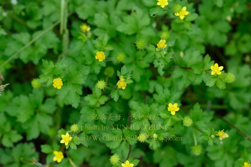 Ranunculus sieboldii photo 7
