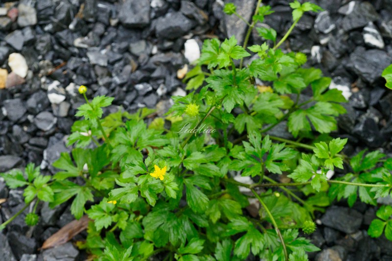 Ranunculus sieboldii photo 8