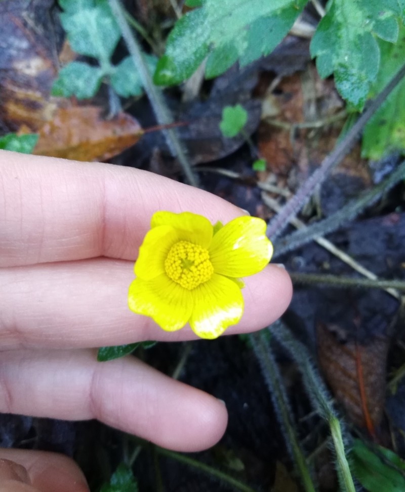 Ranunculus sierrae-orientalis