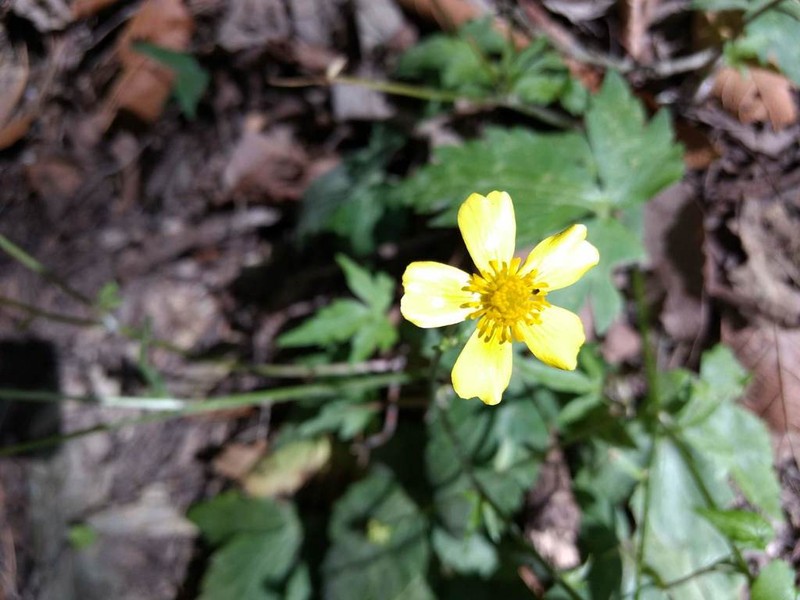 Ranunculus sierrae-orientalis photo 2