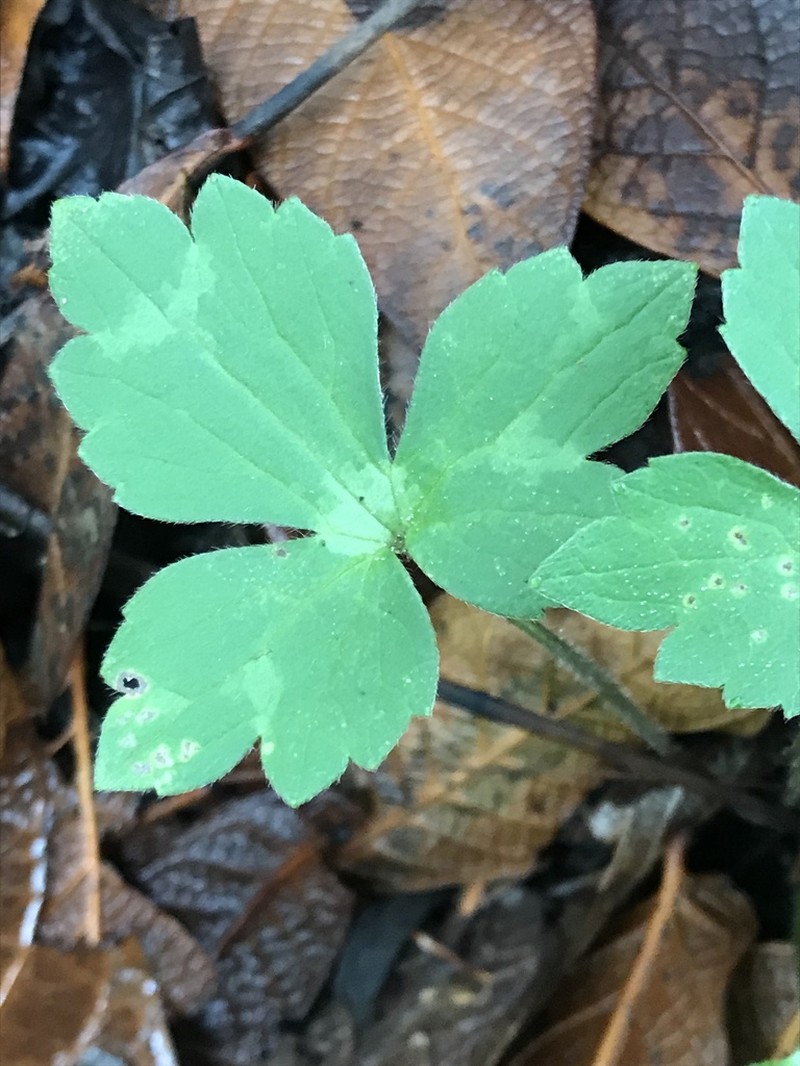 Ranunculus sierrae-orientalis photo 3