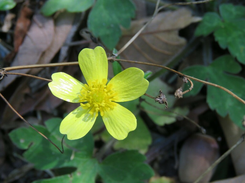 Ranunculus sierrae-orientalis photo 4