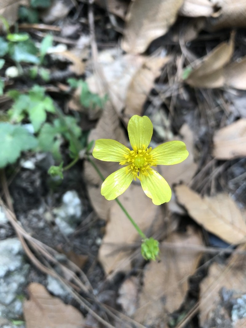 Ranunculus sierrae-orientalis photo 5
