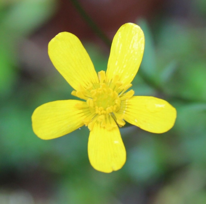 Ranunculus sierrae-orientalis photo 6