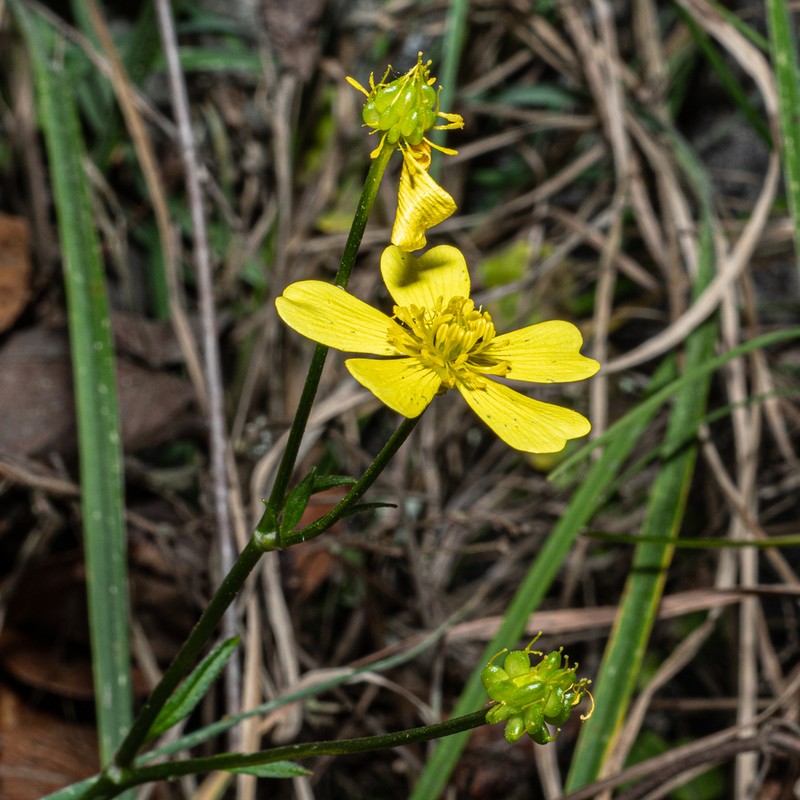 Ranunculus sierrae-orientalis photo 7