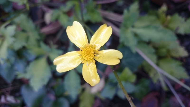 Ranunculus sierrae-orientalis photo 8