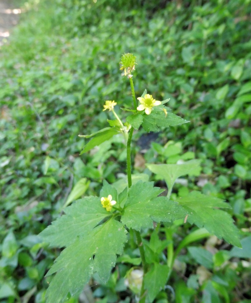 Ranunculus silerifolius