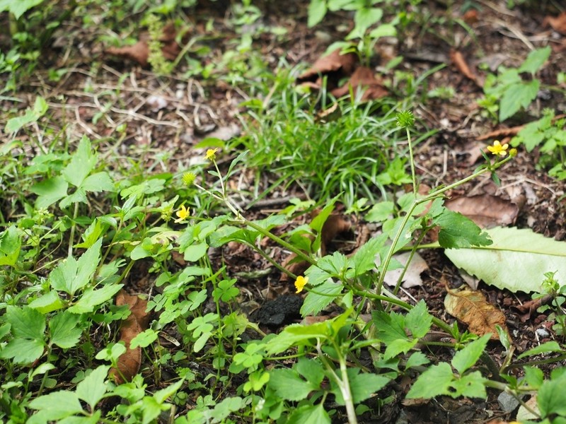 Ranunculus silerifolius photo 2
