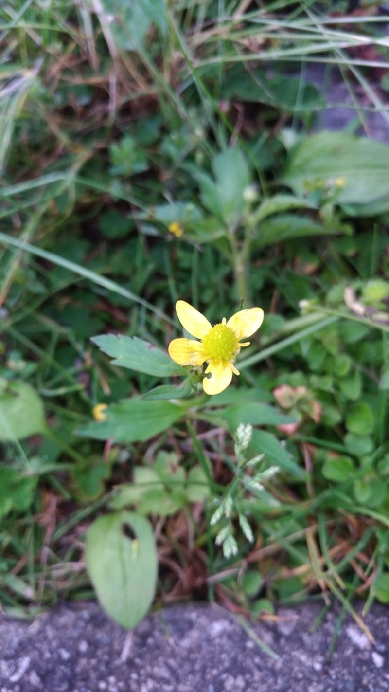 Ranunculus silerifolius photo 3