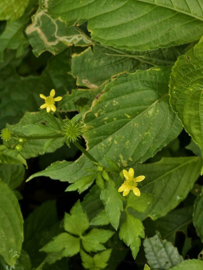 Ranunculus silerifolius photo 6