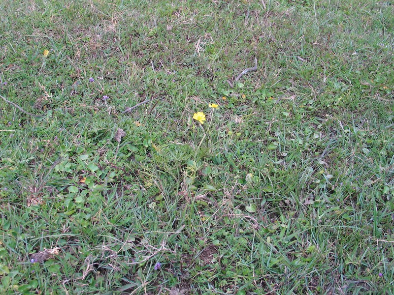 Ranunculus simensis photo 2