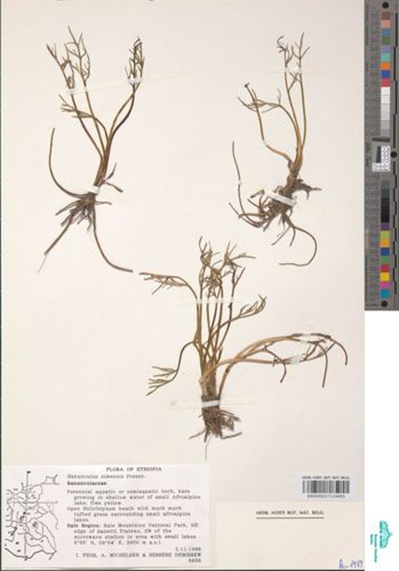 Ranunculus simensis photo 3