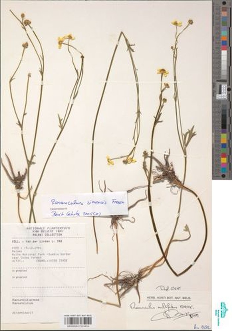 Ranunculus simensis photo 4