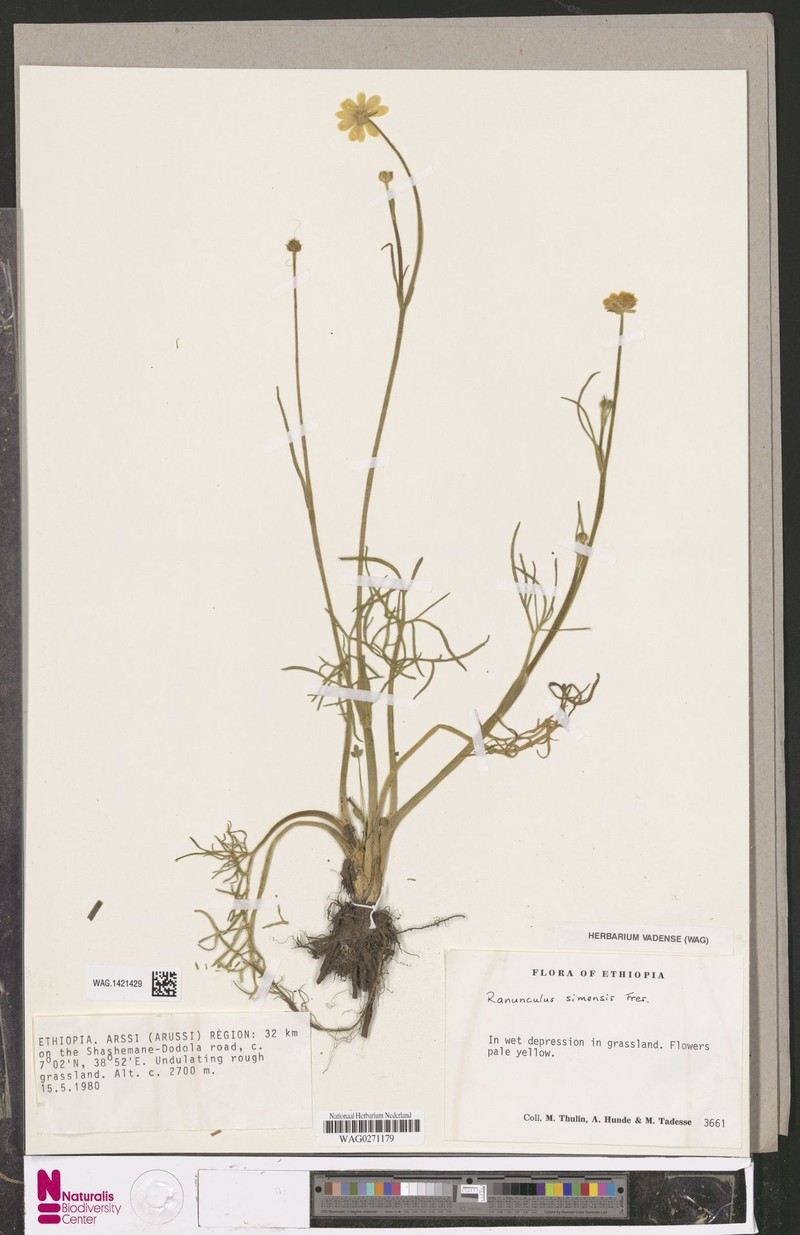 Ranunculus simensis photo 5