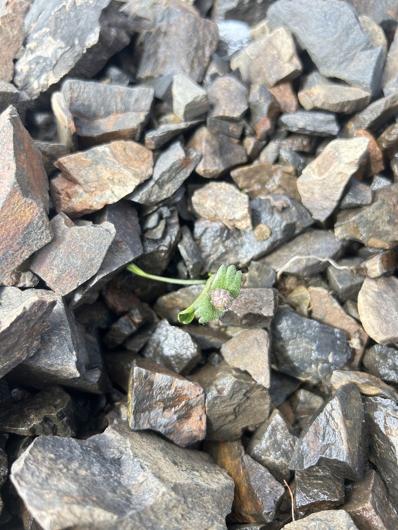 Ranunculus similis
