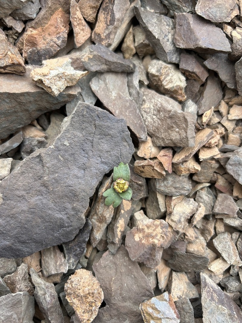 Ranunculus similis photo 2