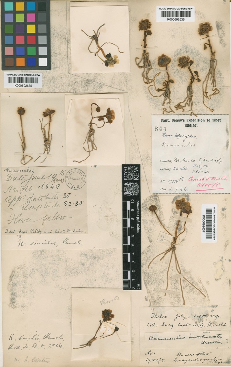 Ranunculus similis photo 3
