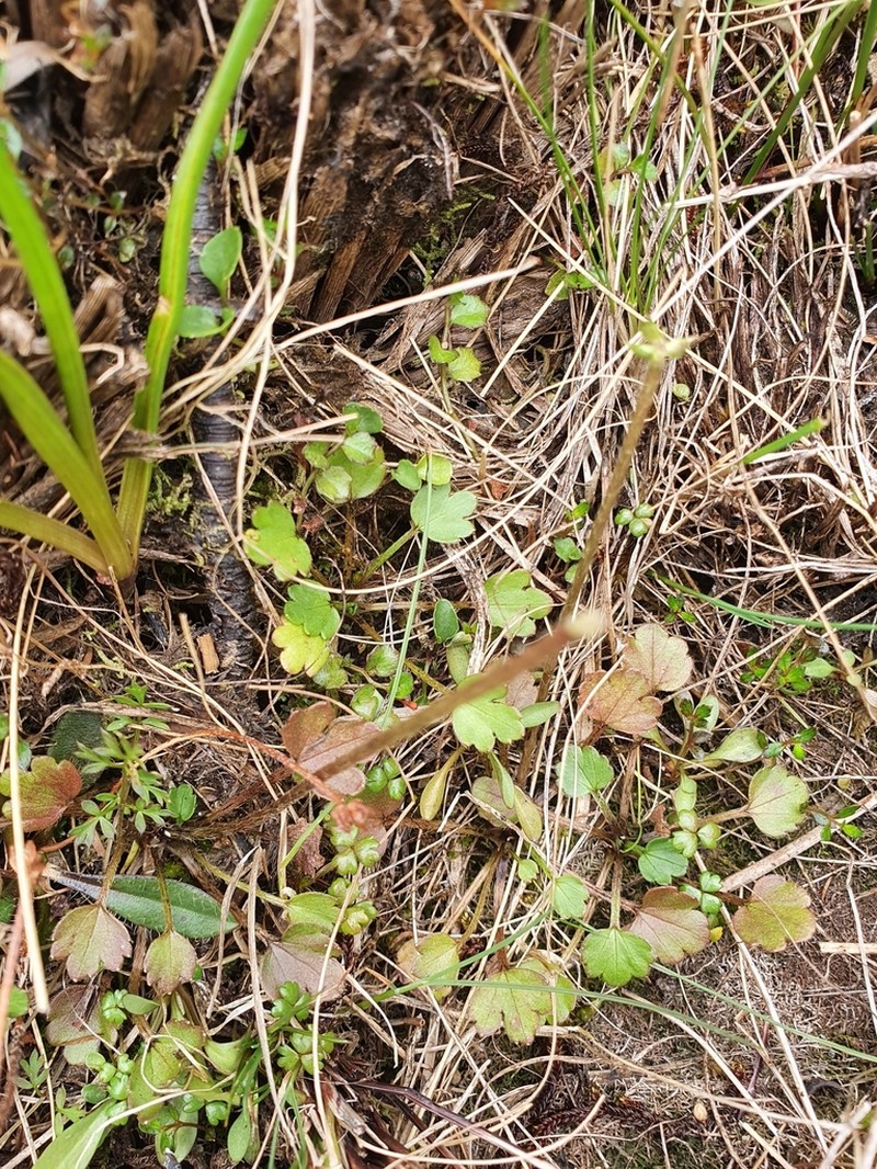 Ranunculus simulans