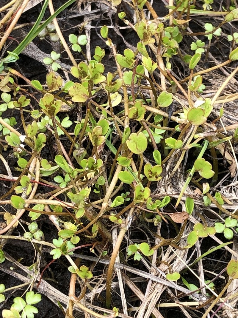 Ranunculus simulans photo 2