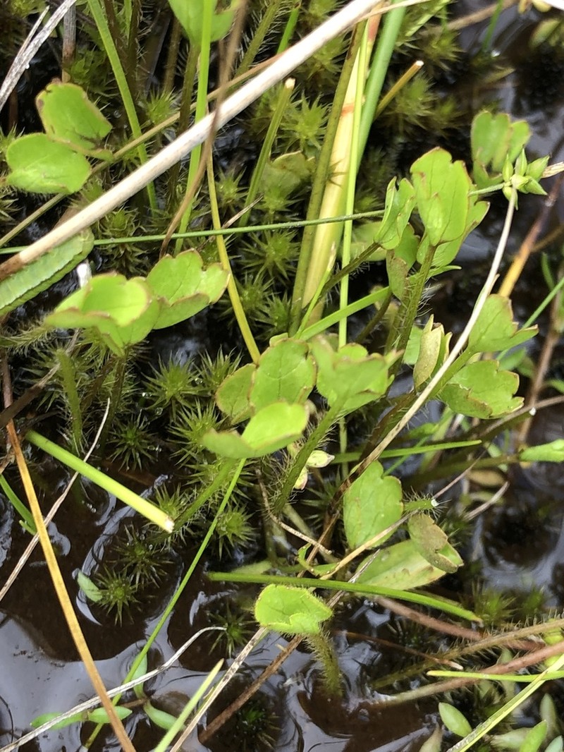 Ranunculus simulans photo 4