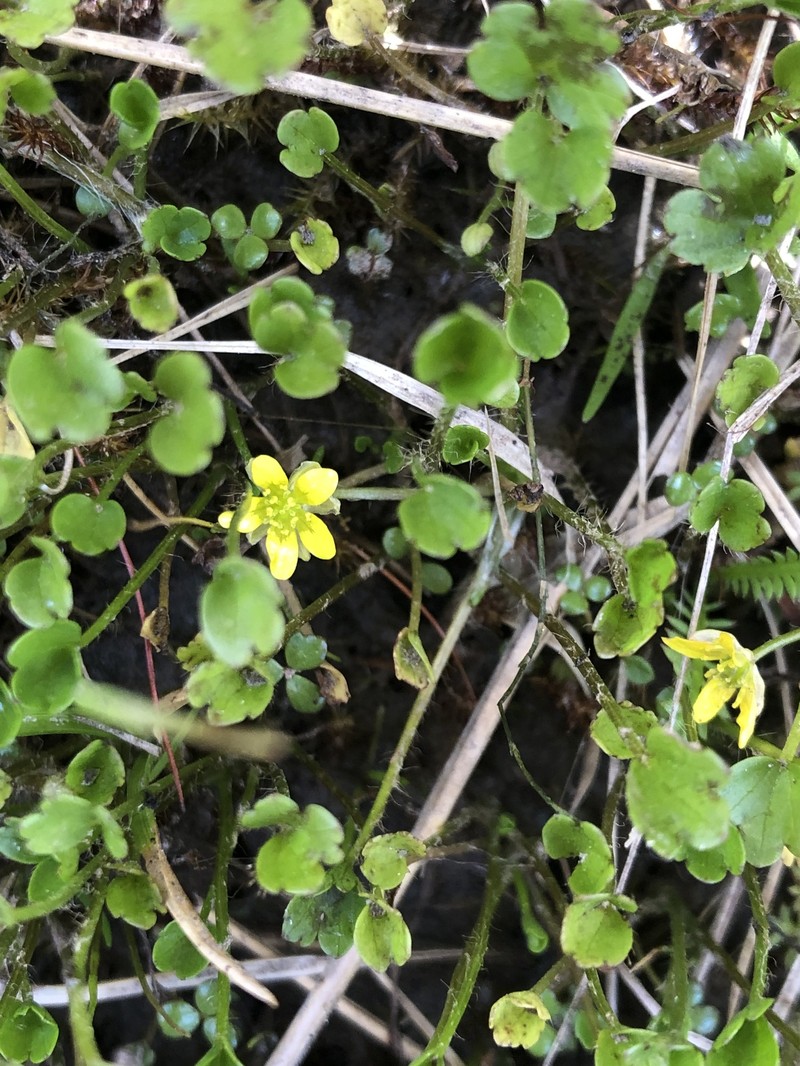 Ranunculus simulans photo 7