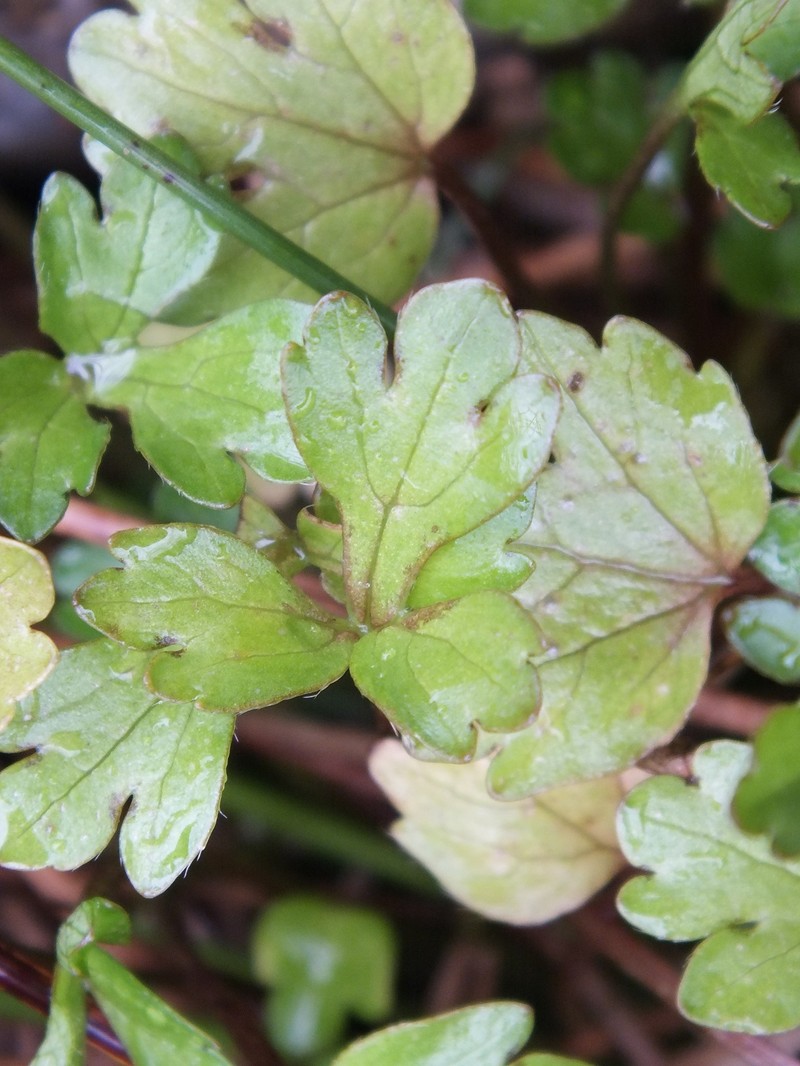 Ranunculus simulans photo 8