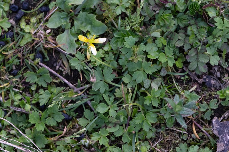 Ranunculus sinovaginatus