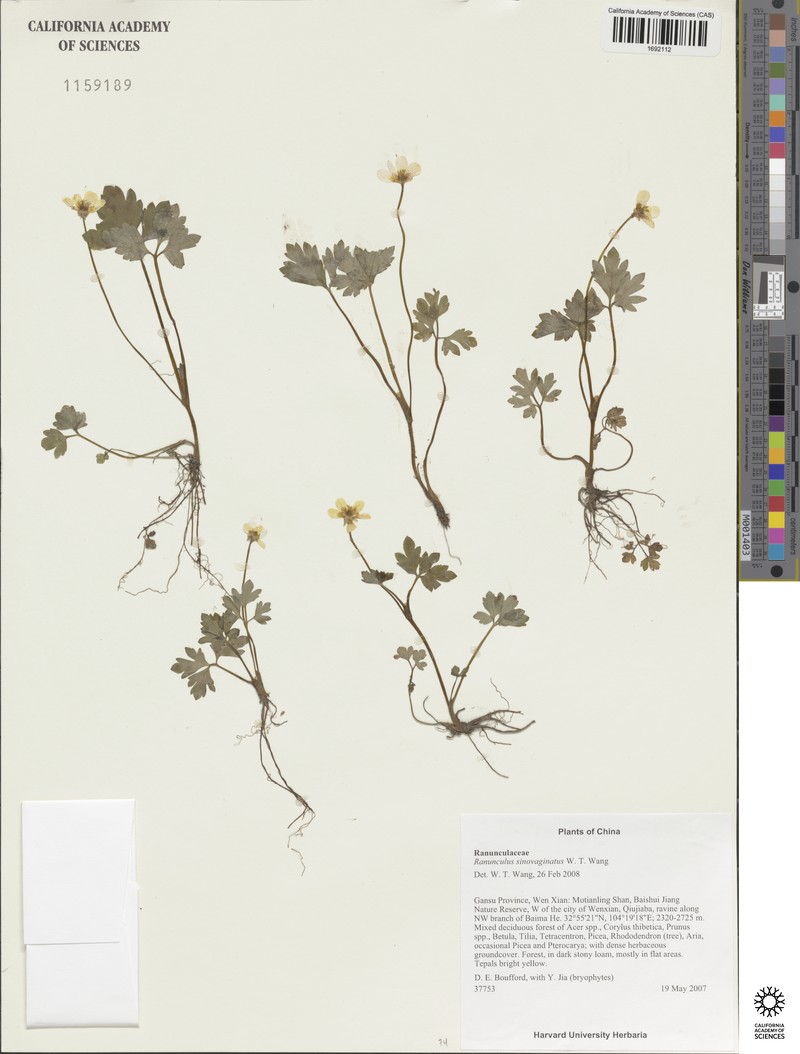 Ranunculus sinovaginatus photo 2