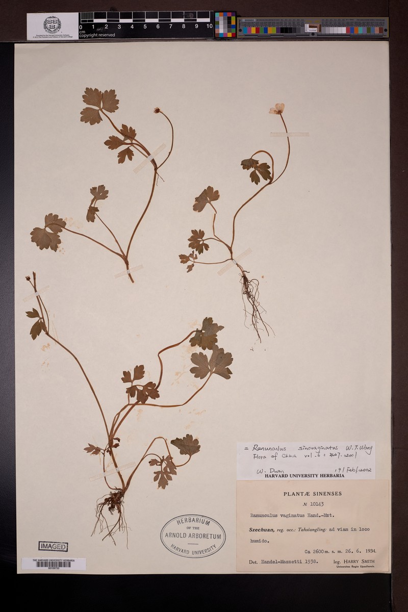 Ranunculus sinovaginatus photo 3