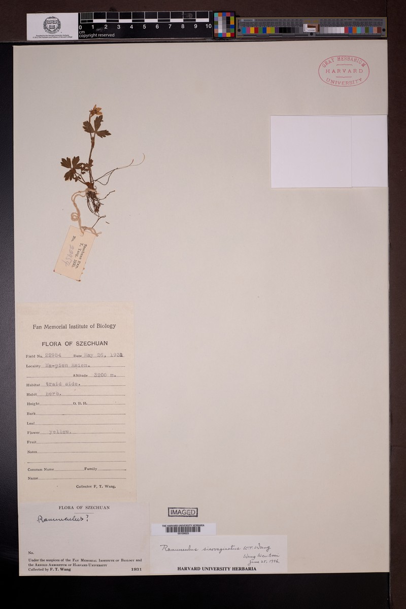 Ranunculus sinovaginatus photo 4