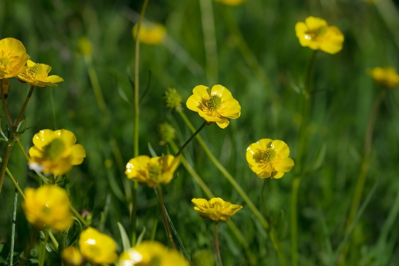 Ranunculus songaricus photo 2