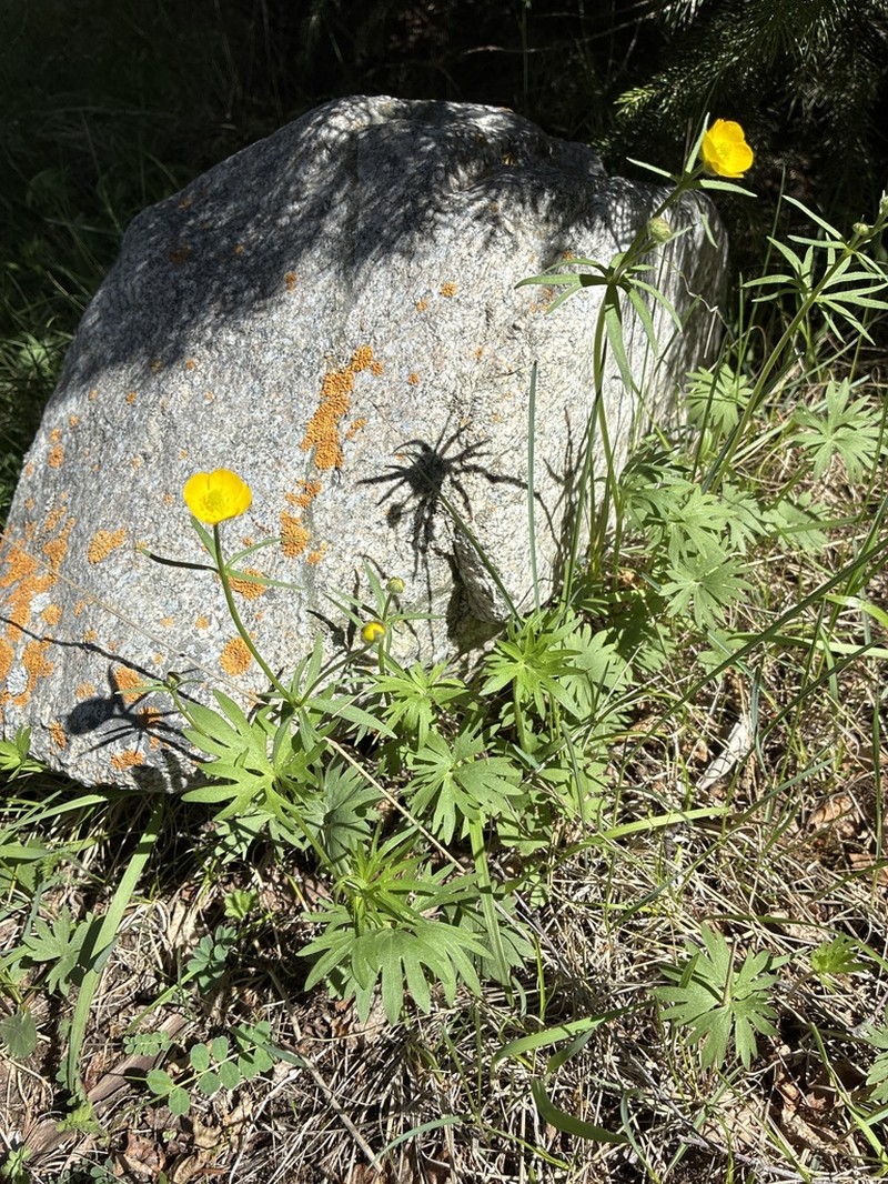 Ranunculus songaricus photo 3