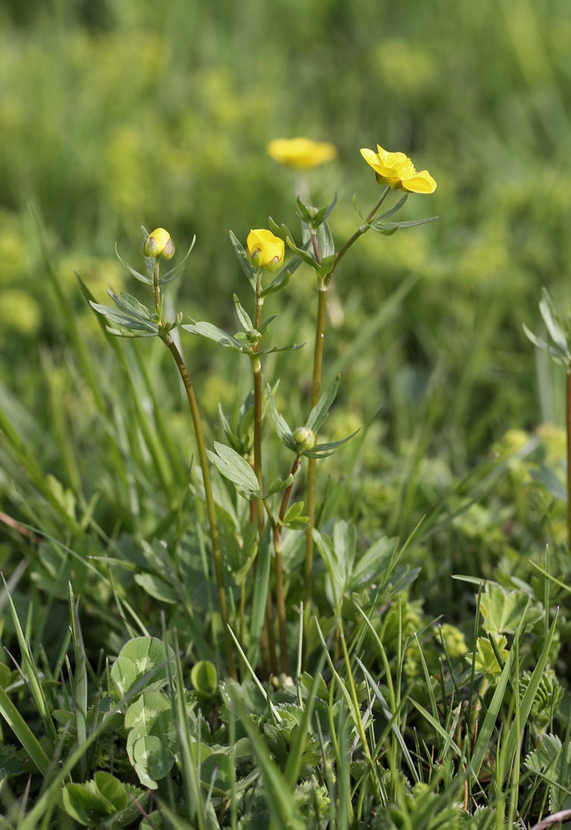 Ranunculus songaricus photo 4